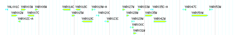Genes detail