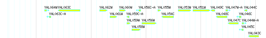 Genes detail