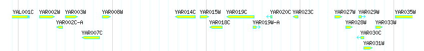 Genes detail