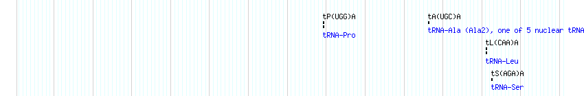 tRNAs detail