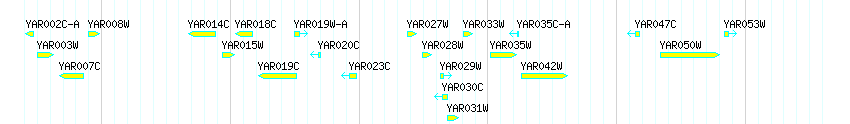 Genes detail
