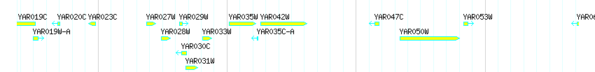 Genes detail