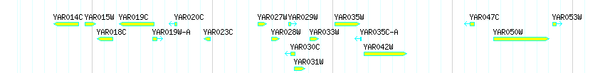 Genes detail