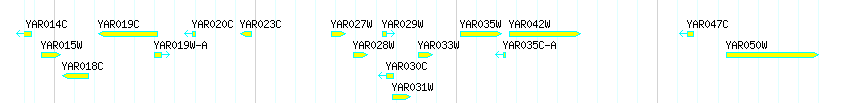 Genes detail