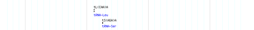 tRNAs detail
