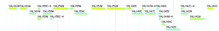 Genes detail