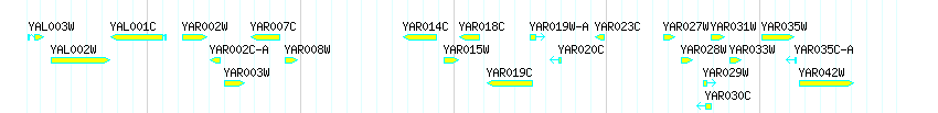 Genes detail