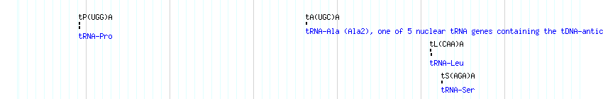 tRNAs detail
