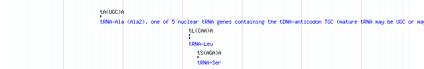 tRNAs detail