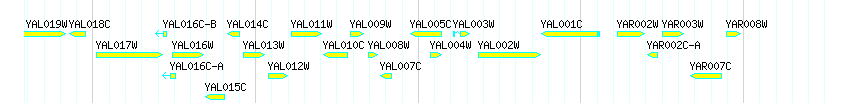 Genes detail