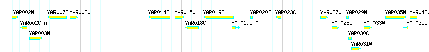 Genes detail
