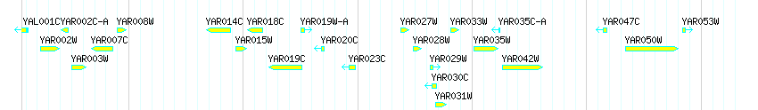 Genes detail