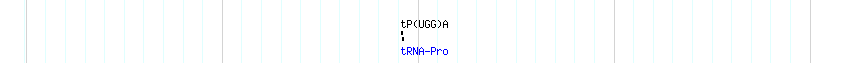 tRNAs detail