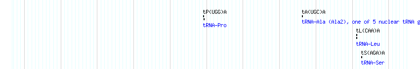 tRNAs detail
