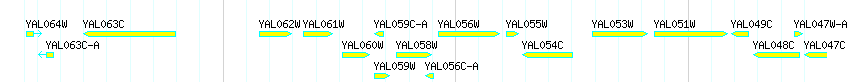 Genes detail