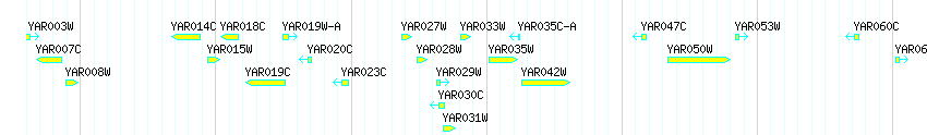 Genes detail