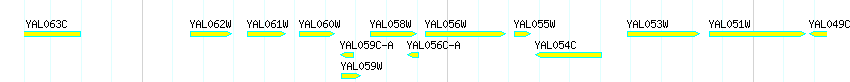 Genes detail
