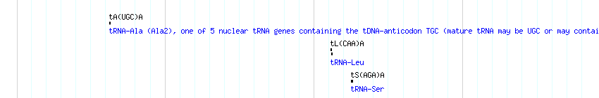 tRNAs detail