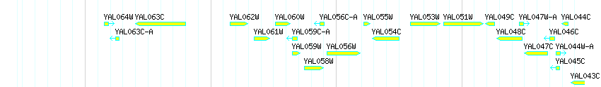 Genes detail