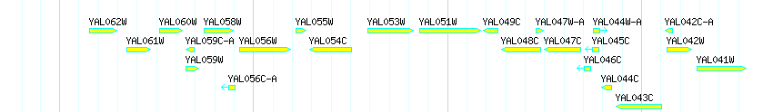 Genes detail