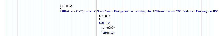 tRNAs detail