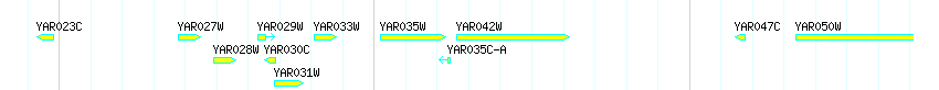 Genes detail