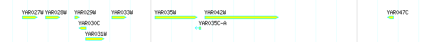 Genes detail