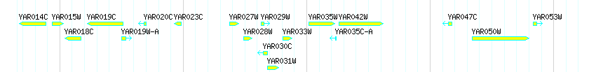 Genes detail