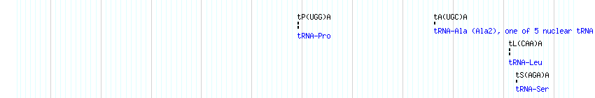 tRNAs detail