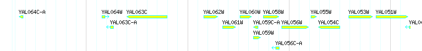 Genes detail