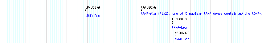 tRNAs detail