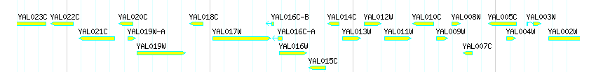 Genes detail