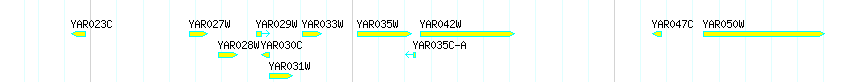 Genes detail