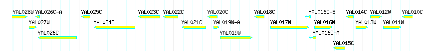 Genes detail