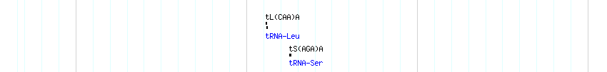 tRNAs detail