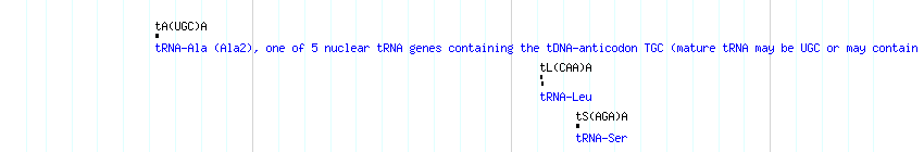 tRNAs detail