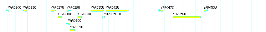 Genes detail