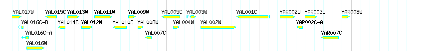Genes detail