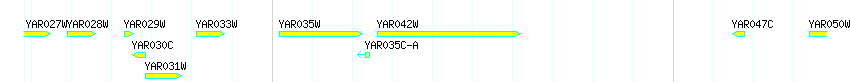 Genes detail