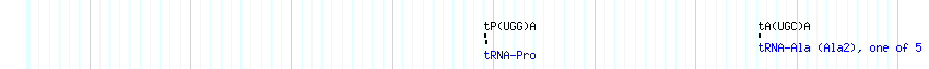 tRNAs detail