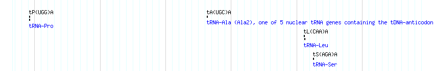 tRNAs detail