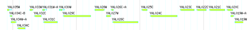 Genes detail