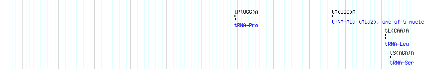 tRNAs detail