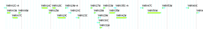 Genes detail