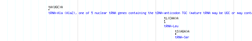 tRNAs detail