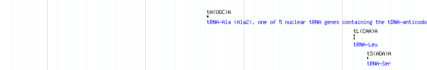 tRNAs detail