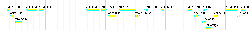 Genes detail