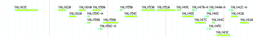 Genes detail