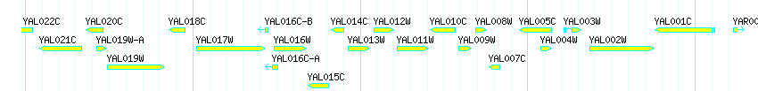 Genes detail