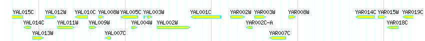 Genes detail
